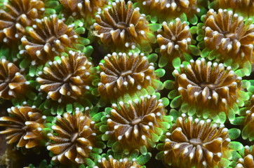 macro corallo © giorgiocavallaro