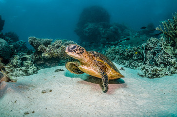 Green sea turtle in the wild among colorful coral reef in clear blue water