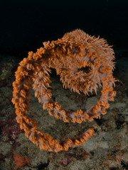 spira di corallo © giorgiocavallaro