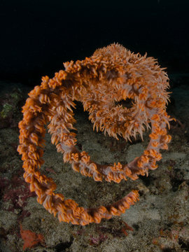 spira di corallo
