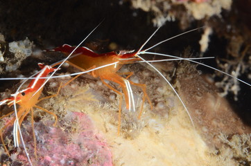 macro nudibranco lumaca di mare