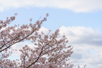 桜