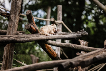 cute exotic animal resting on wooden bars in the natural park. natural background. selective focus