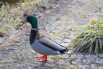 männliche Stockente