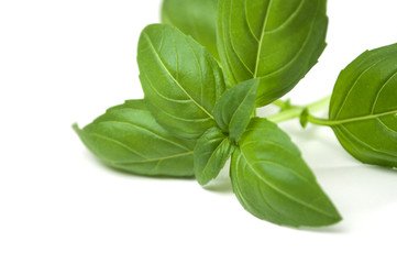 Closeup of basil leaves on white background