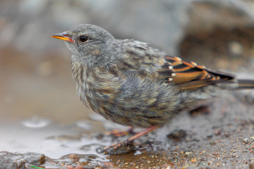 Single Alpine Accentor bird - latin Prunella collaris - on a rock ridge in High Tatra Mountains in southern Poland