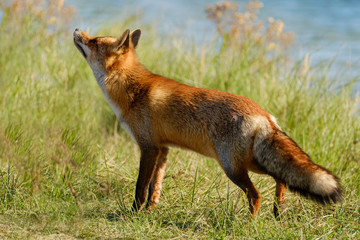 A magnificent wild Red Fox, the fox looks up, water in background