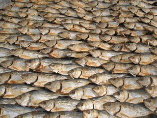 Traditional fish drying in the Casamance region, Senegal