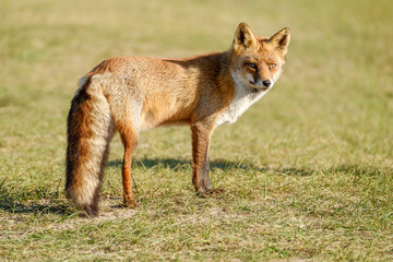 Naklejka na ściany i meble A magnificent wild Red Fox, the fox looks straight into the camera