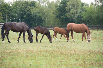 Fototapeta premium zwei Mutterstuten mit Fohlen auf der Weide 