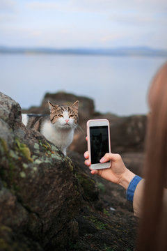 Woman taking photo with mobile phone camera her cat - outdoor in nature.