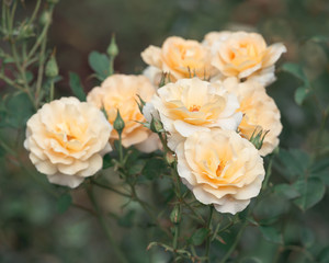 Bush of yellow  roses blooms in the garden