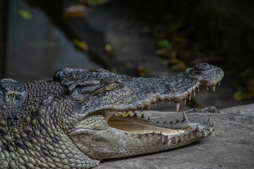 crocodile portrait