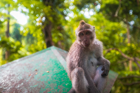 Bali, monkey ubud forest