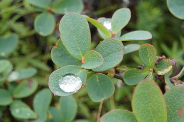 Blaubeere Wassertropfen