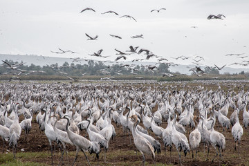 Migratory birds fly. A flock. A lot of birds. Herons