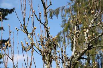 White fresh pear tree bud fertile blossom