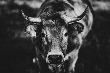 portrait of a black and white cow