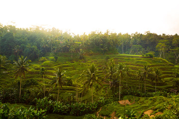 Fototapeta na wymiar Bali ricefield sunrise 3