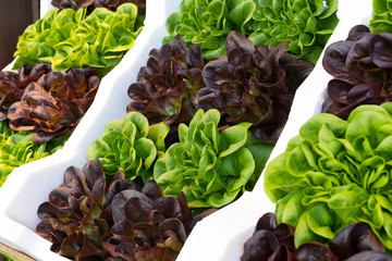 Leaves of green lettuce plant shot in close-up in shipping boxes