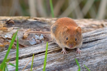 Bank vole looking for food on old wood in forest,closeup. Genus species Myodes glareolus. 
