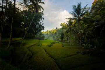 Obraz premium Bali ricefield sunrise 5