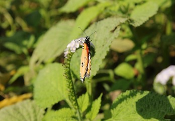 Indian tiger butterfly (Danaus genutia) sitting on the flower with one side view.
