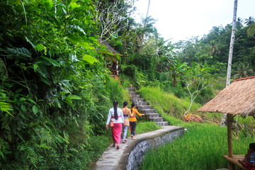 Bali ricefield 6
