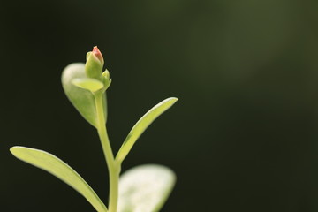 bud of a flower