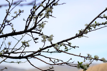 Fototapeta na wymiar Dainty white blossoms on a tree. Selective focus.
