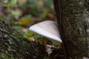 Mushroom found in a wood