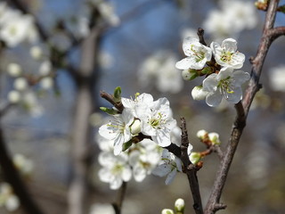 Fototapeta premium blooming cherry tree in spring