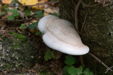 Mushroom found in a wood