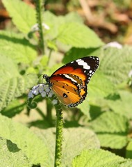 Danaus genutia, common tiger butterfly (Danaus genutia) sitting on the white colour flower. very beautiful mix colour.