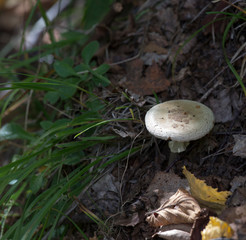 Mushroom found in a wood
