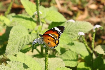 tiger butterfly sitting on a white flower.
