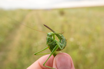 Hand holds locust in front of the far agricultural field. Green grasshopper with a blade on his tale. Soft focus.