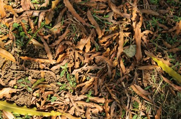 deodar  dry leaf on the ground.