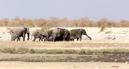 Obraz premium Photo of an elephant herd
