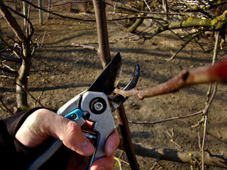 Gardener's hand with secateurs pruning tree branches.
