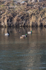 Male and female ducks in the water