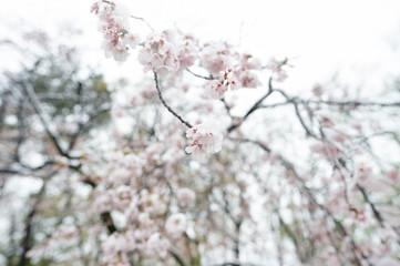 雪と桜