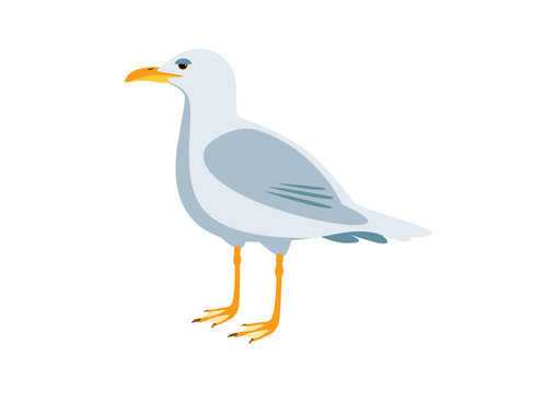Seagull bird icon vector. Seagull isolated on a white backgound. Standing seagull clip art. Gull vector illustration