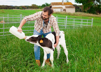 guy feeds two week old calf from bottle with dummy at lawn