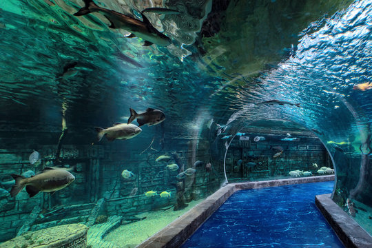 Interior Crocus City oceanarium in Krasnogorsk. Amazon River Fish Tunnel