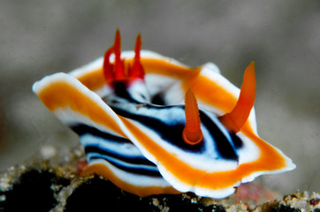 lumaca di mare nudibranco