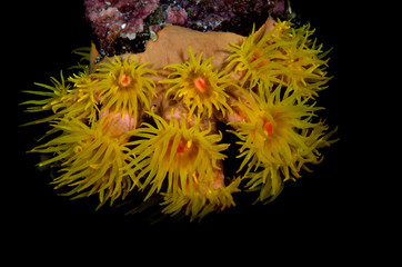 corallo polipi parazoanthus © giorgiocavallaro