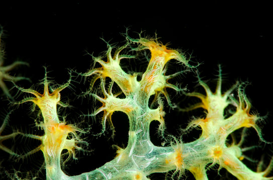 corallo polipi