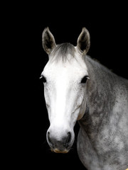 Obraz na płótnie Canvas Grey Horse Headshot
