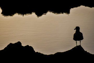 silhouette of man on top of mountain, photo as background